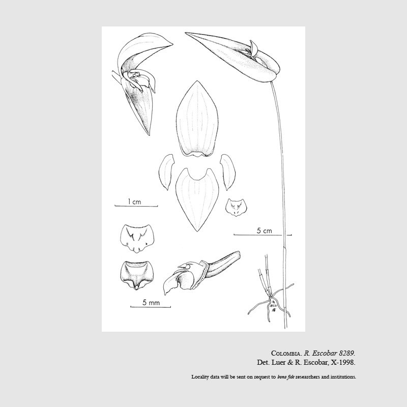 Pleurothallis cassidata